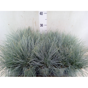 Festuca glauca 'Compacta Blue'