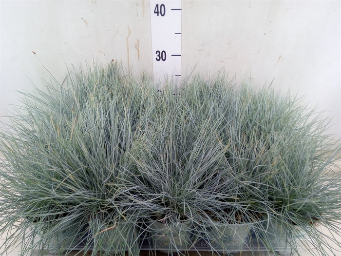 <h4>Festuca glauca 'Compacta Blue'</h4>