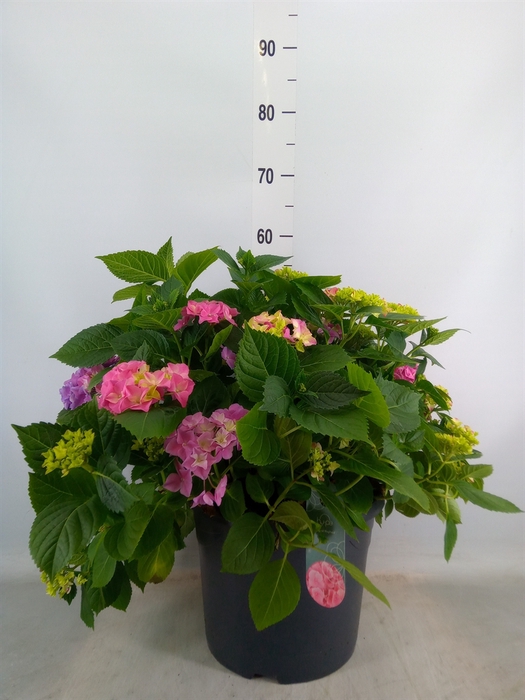 <h4>Hydrangea mac. 'Early'</h4>