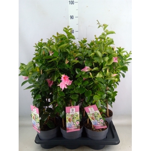 Mandevilla  'Sundavil Cream Pink'
