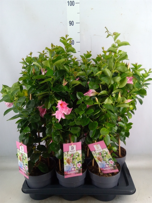 <h4>Mandevilla  'Sundavil Cream Pink'</h4>