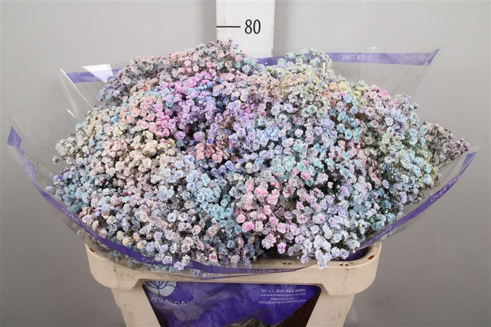 <h4>Gyps Rainbow Pastel Mixed In Stem</h4>