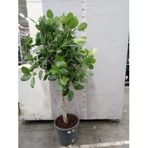 Ficus lyrata