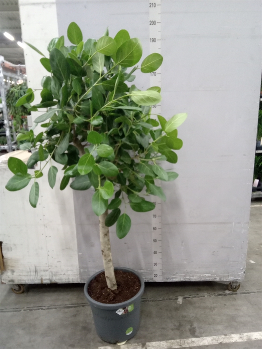 <h4>Ficus lyrata</h4>