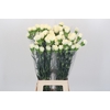 Dianthus St Rodas Creme