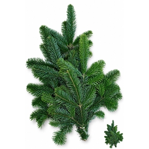 ABIES NORDMANN BS