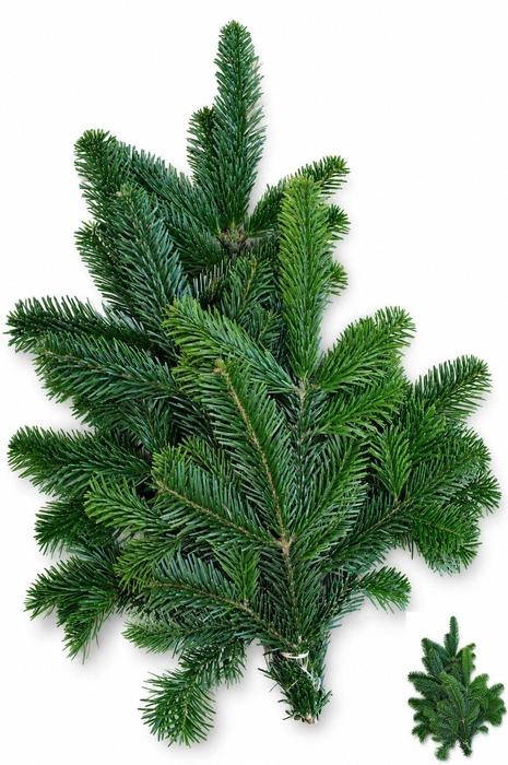 <h4>ABIES NORDMANN BS</h4>