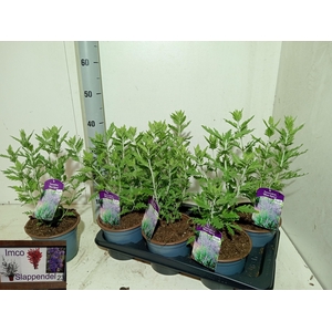 PEROVSKIA BLUE SPIRE