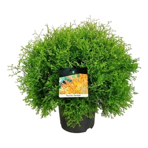 Thuja occ. 'Fire Chief'