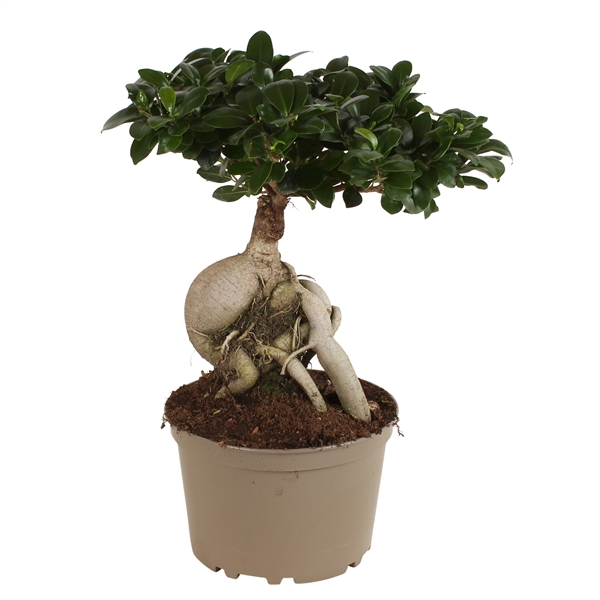 <h4>Ficus m. Ginseng pot ø24cm Carbon Free pot</h4>