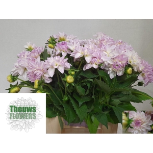 DAHLIA EVELINE DAHL DEC EVELINE