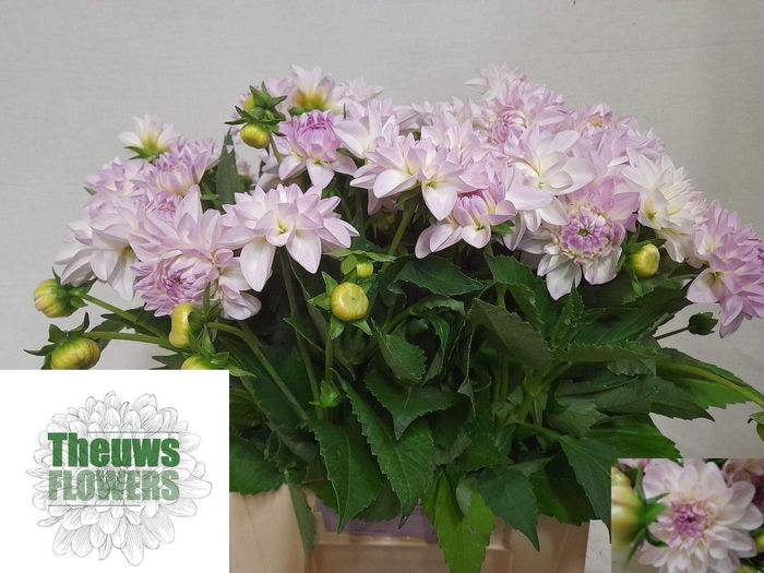 <h4>DAHLIA EVELINE DAHL DEC EVELINE</h4>