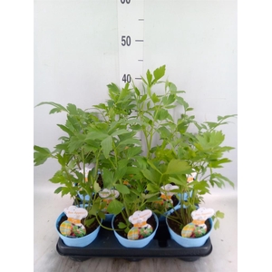 Levisticum officinale