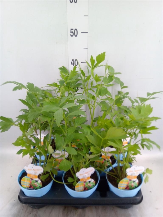 <h4>Levisticum officinale</h4>