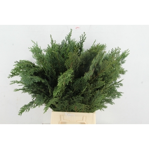 CONIFEER BLUE PER BUNCH