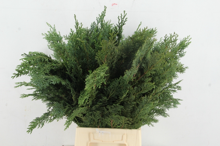 <h4>CONIFEER BLUE PER BUNCH</h4>