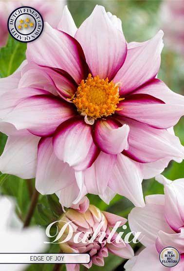 <h4>Dahlia Edge of Joy x1</h4>