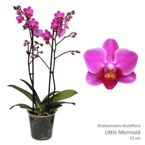 <h4>Phal. Multiflora "Little Mermaid" 2-tak</h4>