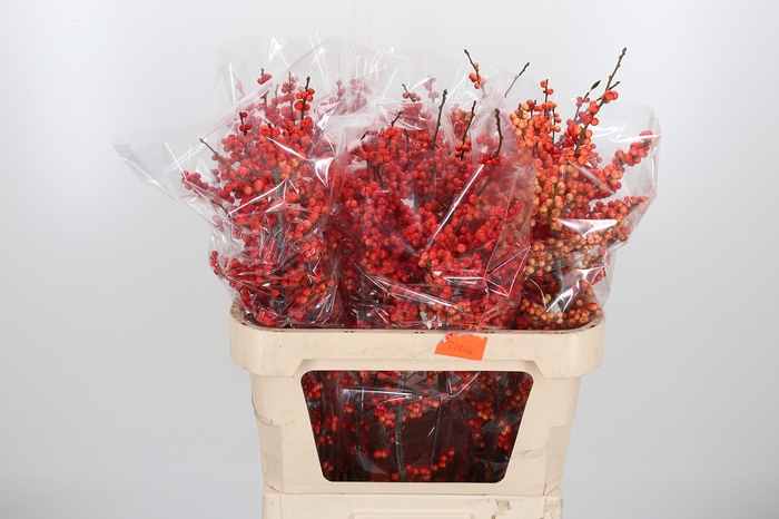 <h4>Ilex Vert Oudijks Oranje</h4>