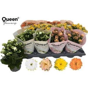 KALAN CALAN MIX QUEEN