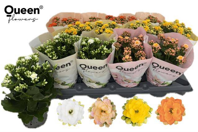 <h4>KALAN CALAN MIX QUEEN</h4>
