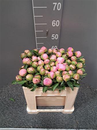 <h4>Paeo L Angel Cheeks Rosa</h4>