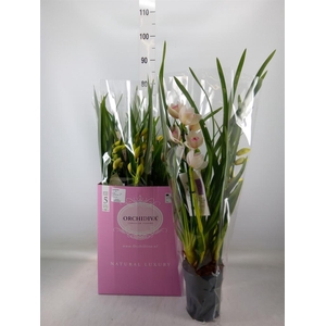 Cymbidium   ...
