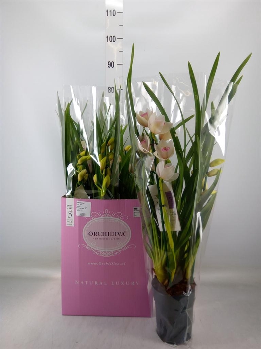 <h4>Cymbidium ...</h4>