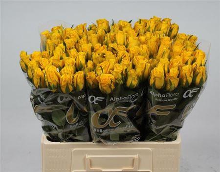 <h4>R Gr Moonwalk</h4>