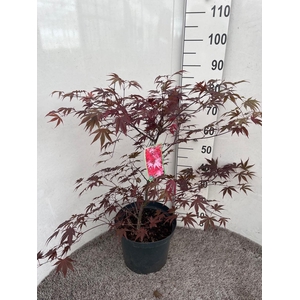 ACER PA BLOODGOOD
