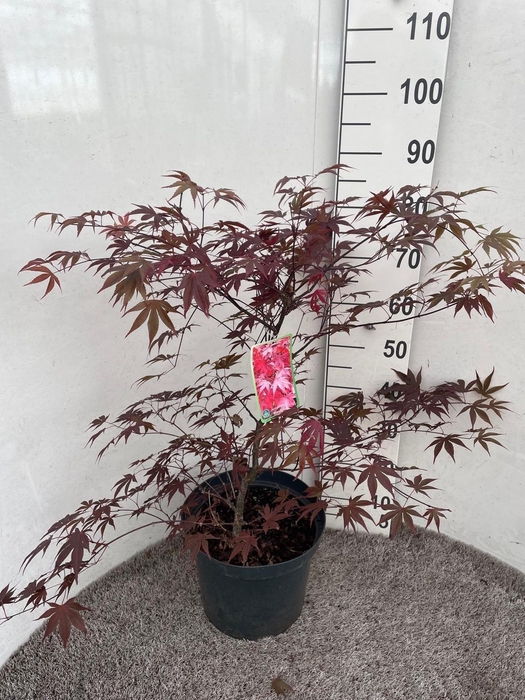 <h4>ACER PA BLOODGOOD</h4>