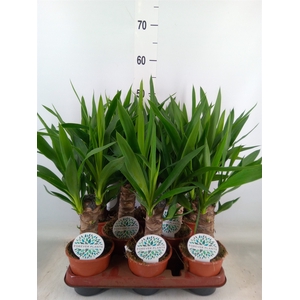 Yucca   ...