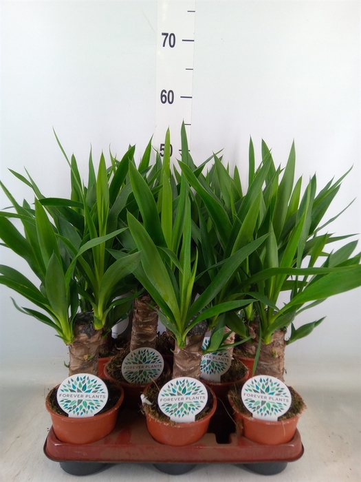 <h4>Yucca   ...</h4>