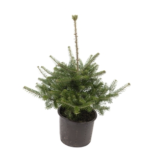 Abies koreana P19