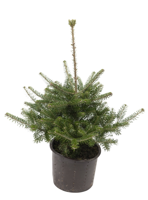 <h4>Abies koreana P19</h4>