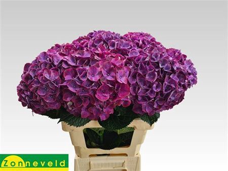 <h4>Hyd M Mag Pink Ruby 65-20</h4>