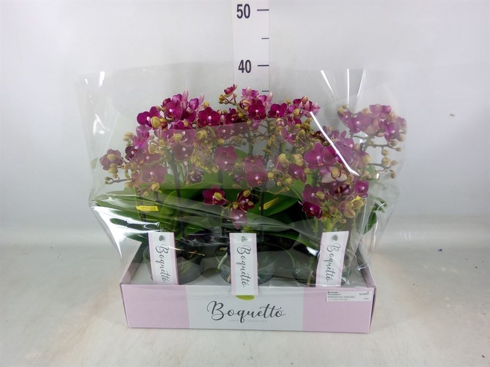 <h4>Phalaenopsis multi.   ...red</h4>