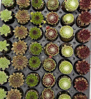 <h4>SEMPERVIVUM-HYBRID P4 MIX</h4>