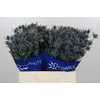 Eryngium Blue Dynamite