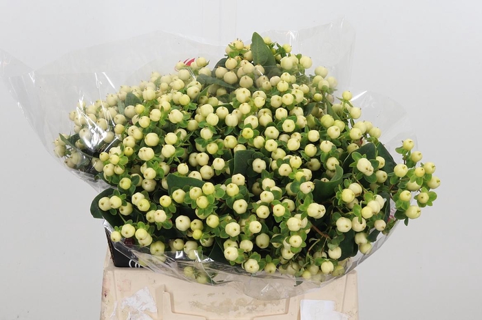 <h4>Hyp Mag Snowprince</h4>