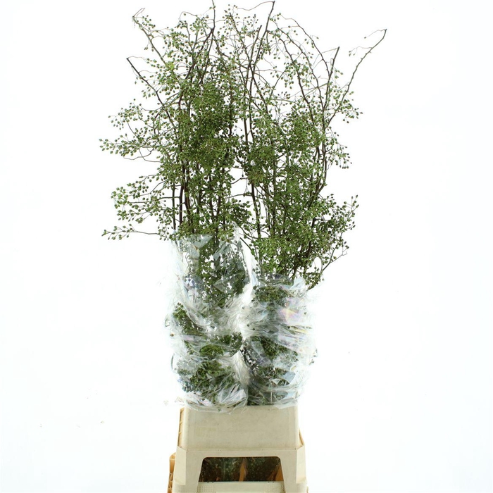 <h4>Rosa Corallo Green</h4>