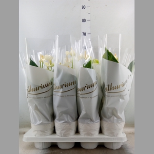 Anthurium andr. 'White Champion'