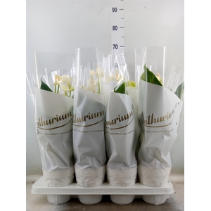 Anthurium andr. 'White Champion'