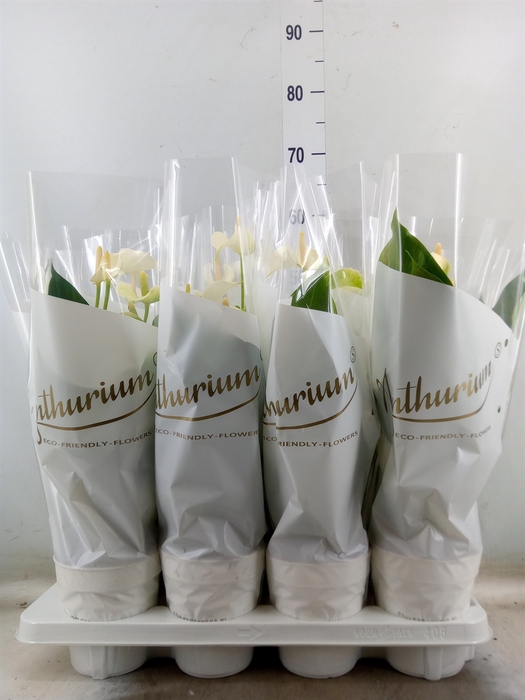 <h4>Anthurium andr. 'White Champion'</h4>