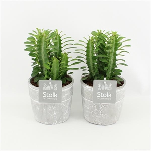 Euphorbia Trigona Groen in Stone Look Pot
