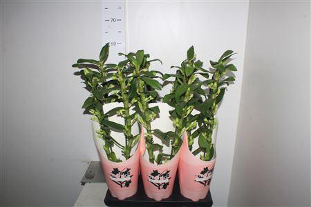 <h4>Dendrobium Nobile, Pandora 2-spike</h4>