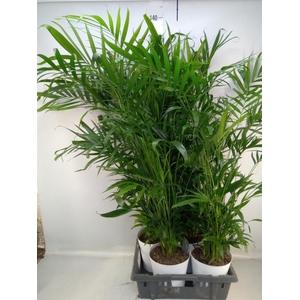 Chamaedorea cataractarum