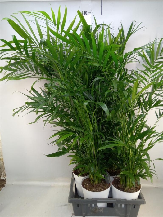 <h4>Chamaedorea cataractarum</h4>