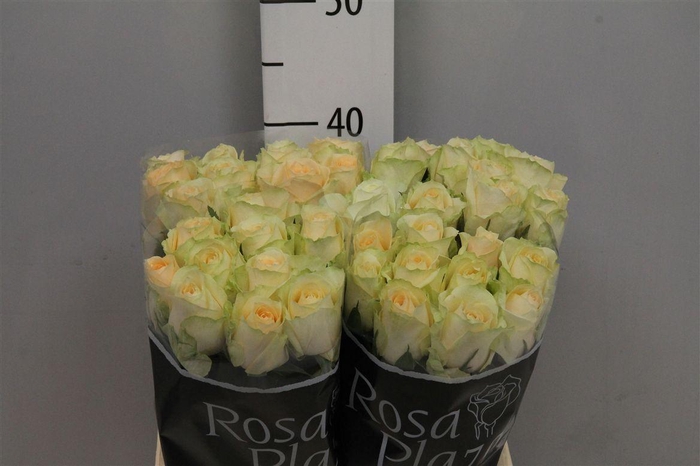 <h4>R Gr Mag Avalanche+</h4>