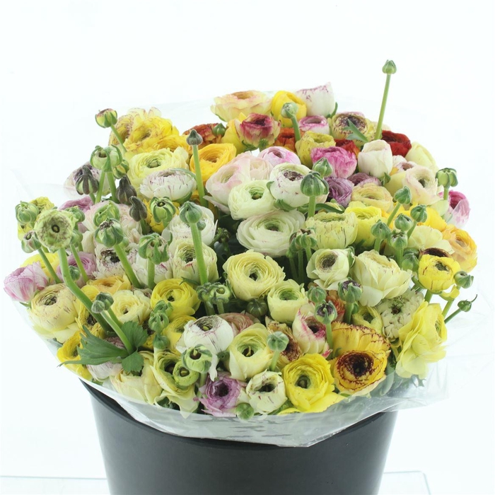 <h4>Ran El Sr Cappuccino Yellow Super</h4>